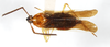 Habitus, dorsal view on Vizcaya bakeri Muir, 1917: (Observation).