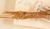 CollectionObject 1560981; NMW 224, ad8f143d-ddf6-4f0f-8d57-d7638040d607: copyright NMW, Vienna. female: head of synonym Perliodes grisescens (lectotype). (CollectionObject).