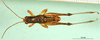 CollectionObject 1501275; 07ebf371-d528-4fae-b7e8-41d9ea5cc138: male, dorsal view (syntype). (CollectionObject).