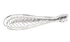 Dichroplus paraelongatus Carbonell, 1968: Fig. 67A. hind femur, external face. (Otu).