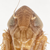 Head: !! display not done !! on Osbornellus ater Beamer, 1937: (Observation).