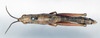 CollectionObject 1578636; a80aeadd-31ab-42f3-a341-c6bea33e6990: female, dorsal view (paralectotype). (CollectionObject).