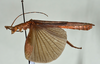 CollectionObject 1563629; eb99ebf3-3b6b-464b-968e-c99f01253e1f: copyright USNM, Washington. male, lateral view (paratype). (CollectionObject).