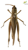CollectionObject 2243514; Unioeste Cascavel K-0569, f4b852eb-c5a9-4ae8-8593-01371b431aa5, Unioeste Cascavel K-0569: Female, dorsal view. (CollectionObject).