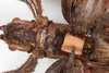 CollectionObject 1561349; cf80abfd-d8b1-4d7d-8b35-996b3b8dea81: copyright MHNG, Geneva. female: head & thorax, ventral view (holotype). (CollectionObject).