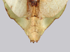 CollectionObject 1591407; 5e1b48b6-a134-4cbc-81c7-04a5016d50fe: copyright ISAS Yunan. female end of abdomen, dorsal view (holotype). (CollectionObject).