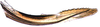 Ovipositor: Cochlorhinus pluto, 2nd valvula (INHS). (Observation).