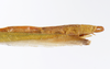 CollectionObject 1557078; 7d593be2-8f29-41e0-892b-a6f32695b1e4: copyright ZMUH, Hamburg. female: end of abdomen, lateral view (holotype). (CollectionObject).