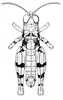Brownacris karruensis Brown, 1972: Fig. 22. male, dorsal view. (Otu).