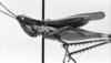 CollectionObject 1535759; a07f44e2-b91c-4ed5-8d33-c1c2050e907f: male, lateral view (syntype). (CollectionObject).