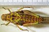 CollectionObject 1498671; c97a914b-ff0b-4ed8-9a97-1d4d3294415d: female, dorsal view. (CollectionObject).