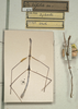 CollectionObject 1557891; NMW 414, 5bdf06d7-fc52-46d1-a4d8-9747955afa2d: copyright NMW, Vienna. male of synonym Gratidia bifida (syntypes). (CollectionObject).