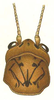 Gryllacris (Gryllacris) signifera signifera (Stoll, 1813): Fig. 4. head and pronotum, dorsal view (Gryllacris sigifera). (Otu).