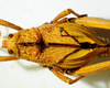 CollectionObject 1498830; 38abd980-a705-4fc3-8568-25bebe49a58c: 2012. female, dorsal view. (CollectionObject).