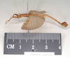 CollectionObject 1561307; 65787e1d-43b2-44c6-9dc1-3cf6b807841b: copyright Natural History Museum, London. male, lateral view of synonym Presbistus ridleyi (paralectotype). (CollectionObject).