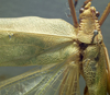 CollectionObject 1506495; bf8e3a0f-d733-444d-a253-40c0e0fa6f14: male pronotum, dorsal view (syntype). (CollectionObject).