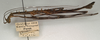 CollectionObject 1562129; NMW 947, 929c2dea-701a-495c-b348-be2aa9604c18: copyright NMW, Vienna. male, lateral view of synonym Galactea aptera (holotype). (CollectionObject).