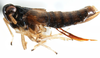 Habitus, lateral view: !! display not done !! on Pissonotus marginatus Van Duzee, 1897: (Observation).