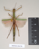 CollectionObject 1559845; NHMUK(SF IMPORT DUPLICATE) 844786-844788, ea4a7d0d-2a59-4bd7-b5c8-1c0ec6194e6d: copyright Natural History Museum, London. female Marmessoidea phluctainoides (syntype). (CollectionObject).