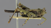 CollectionObject 1523179; 8988d9ba-e1d8-4823-85b7-9ec3aa9c55a9: male, lateral view (holotype). (CollectionObject).