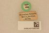 CollectionObject 2066838; 27452448-0e61-4648-aa68-f541ea243872, NHMUK015982385: labels (syntype). (CollectionObject).