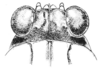 Neotettix femoratus (Scudder, 1869): Fig. 93. male, (ecotype bolteri) head, dorsal view. (Otu).