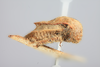 Habitus, lateral view: (Observation).
