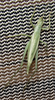 Oecanthus salvii Collins, 2020: female. (Otu).