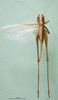 CollectionObject 1595976; 9b693d26-c014-4f1c-8963-a4b31232070e, DORSA BT000248S02: female, dorsal view (paralectotype). (CollectionObject).