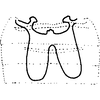 Abdomen, sternal apodemes, ventral view on Bolanusoides bohater Dworakowska, 1988: Abdomen, sternal apodemes, ventral view. (Observation).