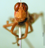CollectionObject 1500935; 95a0a0f9-5d2d-44dd-a087-64a6df5206ac: female, frontal view (syntype). (CollectionObject).