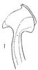 Aedeagus, ventral view: aedeagus, ventrally (G. stelliger puncticeps). (Observation).