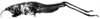 CollectionObject 1501026; c4c0908b-de2e-41f3-84c3-3d2ed2be4337: Fig. 11 B. male, lateral view (holotype of Cawendia grossa). (CollectionObject).