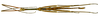 CollectionObject 1567607; c186bc43-a406-4dd2-bd95-e7cf8fc38a5b: copyright Brussels. male, dorsal view (paratype). (CollectionObject).;CollectionObject 1567608; 9f20d4e0-ad33-40ba-bea8-18b1a1f859c3: copyright Brussels. male, dorsal view (paratype). (CollectionObject).