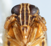 Head: !! display not done !! on Muellerianella laminalis (Van Duzee, 1897): (Observation).