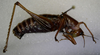 CollectionObject 1525543; 281b095f-dbad-4188-bda8-e89cf0056109: male, lateral view. (CollectionObject).