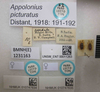 CollectionObject 1593401; cff035fa-1c5b-4373-beb4-27adfdcf5135: Appolonius picturatus. Paralectotype. (BMNH) - (CC BY-NC 4.0) Photo by Stuart Cole, reproduced with permission from the Natural History Museum, London, UK. (CollectionObject).