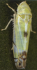 Habitus, dorsal view on Zyginella pulchra Löw, 1885: Habitus (female). (Observation).