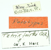 labels (syntype). Depicts CollectionObject 1586199; 9f8930b5-21ee-427a-9e3f-21db0dbb46d8, a CollectionObject.