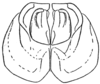 Aztecacris gloriosa (Hebard, 1935): Pl. 5 fig. 2. male, (Perixerus gloriosus) penis of paratype. (Otu).