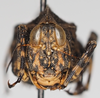 CollectionObject 1577240; 62d85746-7bae-456e-b0a4-1c164bbd35ad: female, frontal view. (CollectionObject).