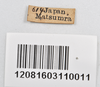 CollectionObject 1558576; NTUC 709 and barcoded specimens, 93d36653-c881-422a-9af7-b37747fc2d15: copyright NTUC. male, data labels of Entoria miyakoensis (syntype). (CollectionObject).