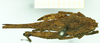 CollectionObject 1532571; 10d65474-f4b5-4ae7-b96f-b13590b097dc: female, dorsal view (syntype). (CollectionObject).