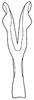 Connective on Bahita caracana Linnavuori & DeLong, 1978: Bahita caracana, connective, ventrally. (Observation).