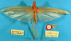 CollectionObject 1516835; 3ada3469-2772-4a1c-92e0-7b70e799e6c3: female, dorsal view (holotype). (CollectionObject).