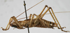CollectionObject 1539648; 2e85d8d8-a644-4cb5-97bf-2dbbf76a71ee: male habitus, lateral view (syntype). (CollectionObject).;CollectionObject 1539649; 5e308dca-8056-47c1-bdb5-c15e234c7dc5: male habitus, lateral view (syntype). (CollectionObject).