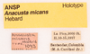 CollectionObject 1523708; c178c294-ee21-41d2-8f00-905cad2ac003, ANSP1093: labels (holotype). (CollectionObject).
