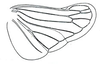 Hind wing: !! display not done !! on Penthimia americana Fitch, 1851: Penthimia americana, hindwing. (Observation).