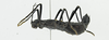 CollectionObject 1573628; 26114acf-84eb-4222-82f5-7c2b9a43c7be: female, lateral view (paratype). (CollectionObject).