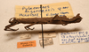 CollectionObject 1591087; b0b8ae02-069b-411f-970f-7f7b7f666abb: copyright NMW, Vienna. female, lateral view (holotype). (CollectionObject).